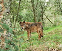 Asturias aprueba el plan que permite la caza del lobo en monterías 